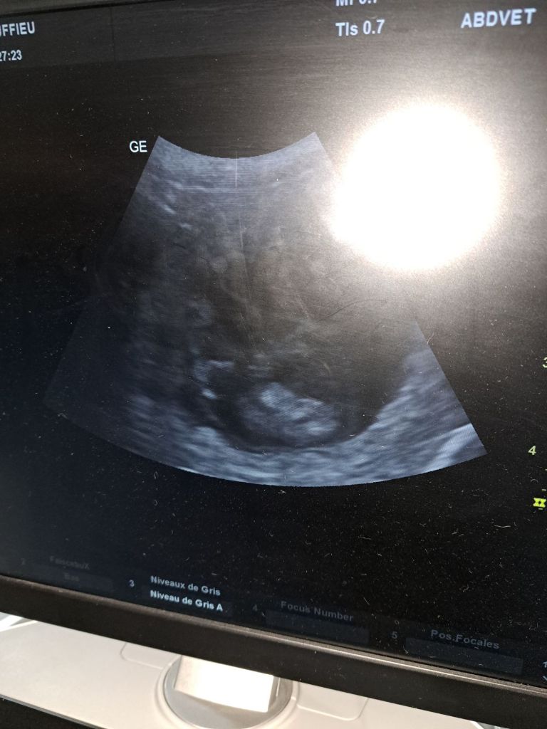 Gestation Nyméria