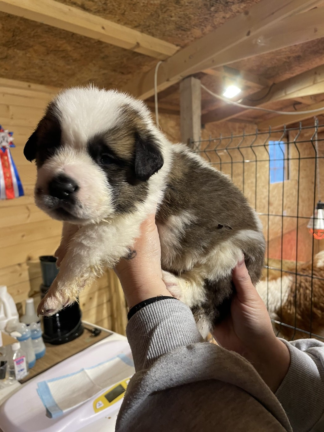 Des Terres Froides D'Inha - Chiots disponibles - Chien du Saint-Bernard