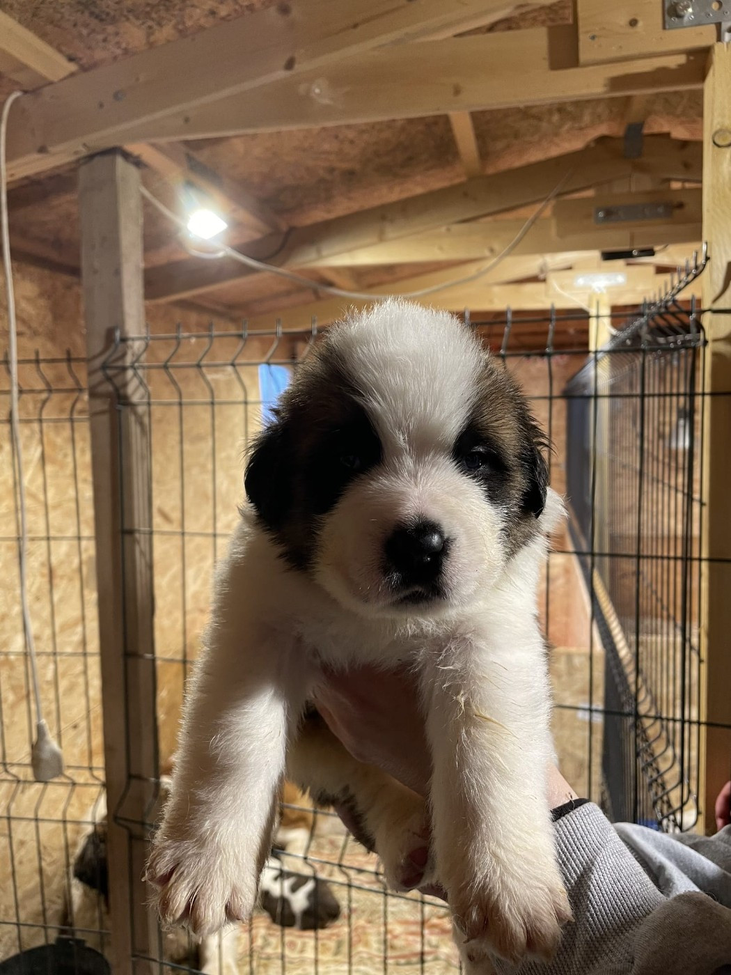 Des Terres Froides D'Inha - Chiots disponibles - Chien du Saint-Bernard