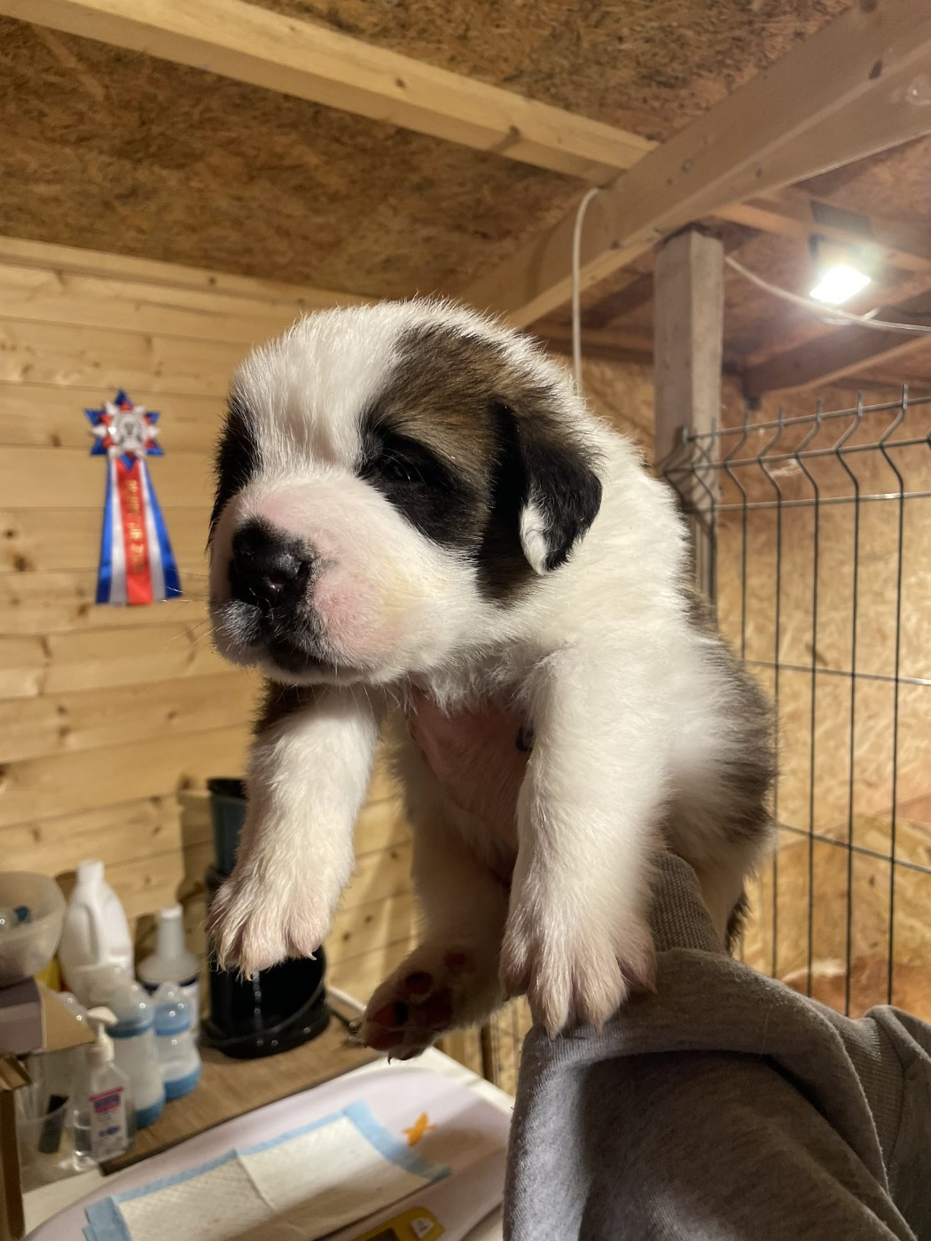 Des Terres Froides D'Inha - Chiots disponibles - Chien du Saint-Bernard