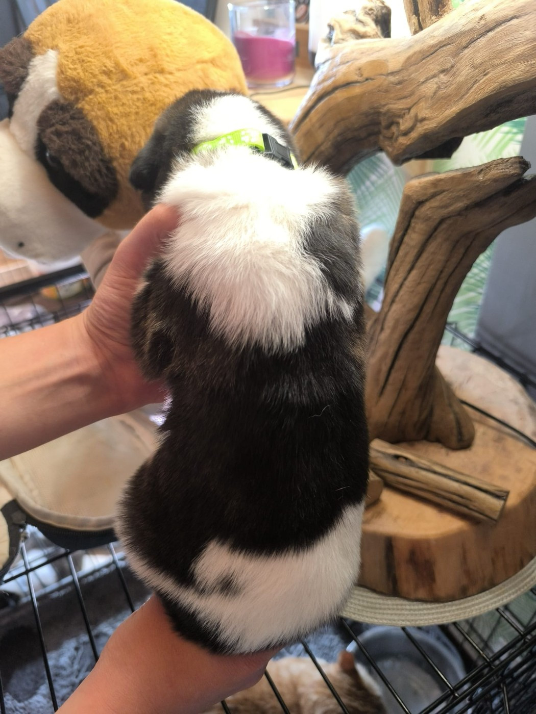 Des Terres Froides D'Inha - Chiots disponibles - Cao de Gado Transmontano