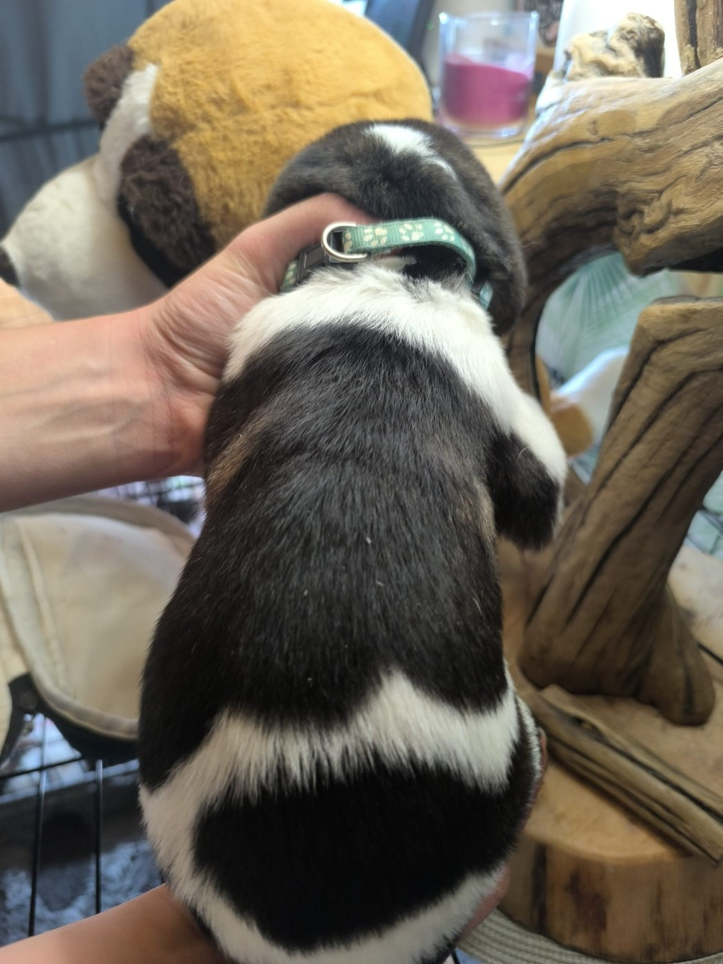 Des Terres Froides D'Inha - Chiots disponibles - Cao de Gado Transmontano