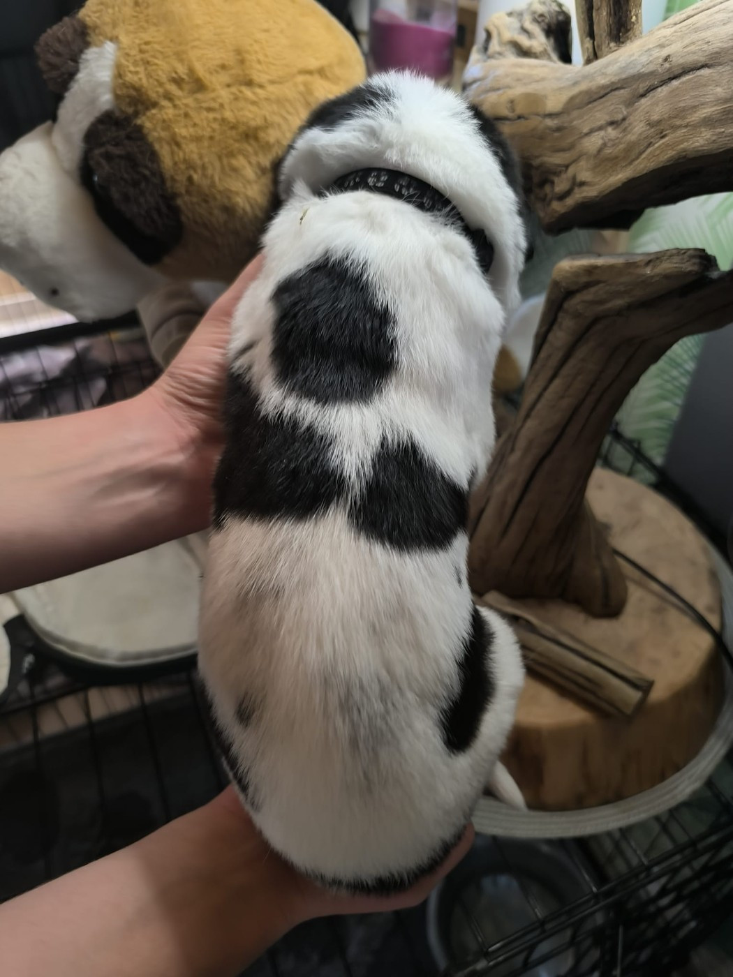 Des Terres Froides D'Inha - Chiots disponibles - Cao de Gado Transmontano