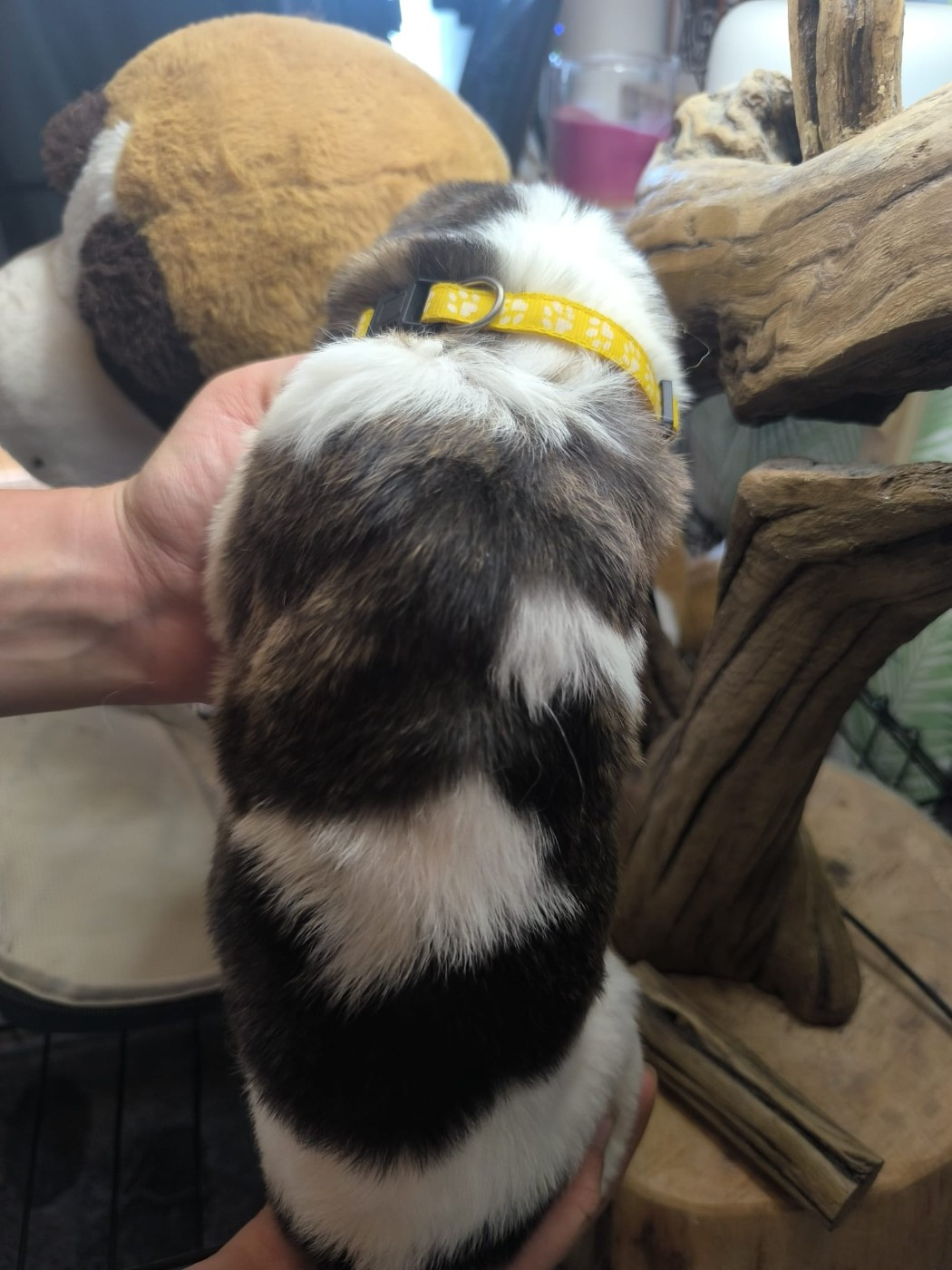 Des Terres Froides D'Inha - Chiots disponibles - Cao de Gado Transmontano