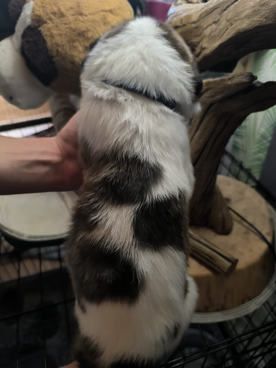 Des Terres Froides D'Inha - Chiots disponibles - Cao de Gado Transmontano