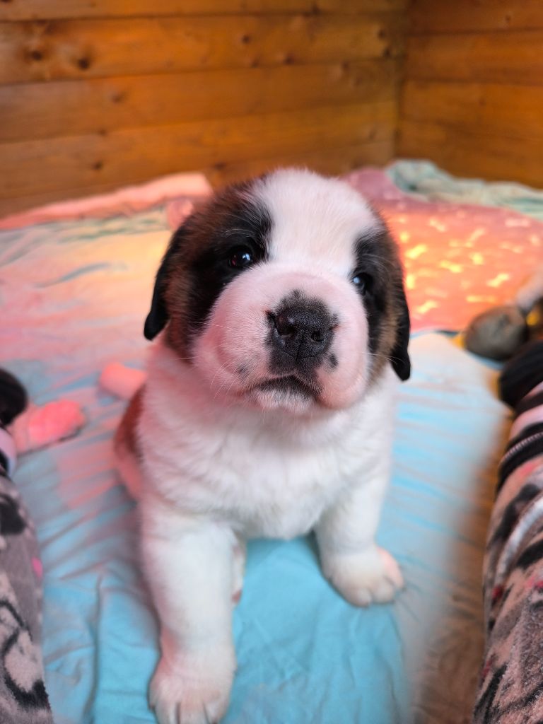 Des Terres Froides D'Inha - Chien du Saint-Bernard - Portée née le 11/01/2025